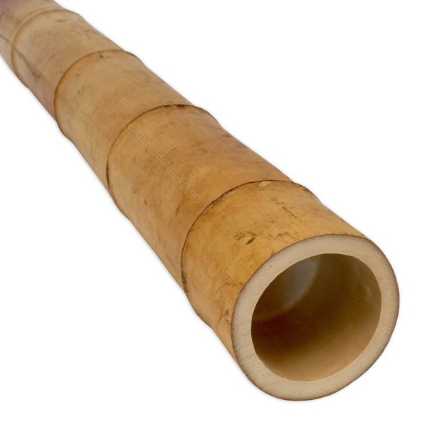 Moso bamboepaal 8-9 cm